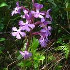 Cedar Lake Nature Sanctuary - purple fringed orchid